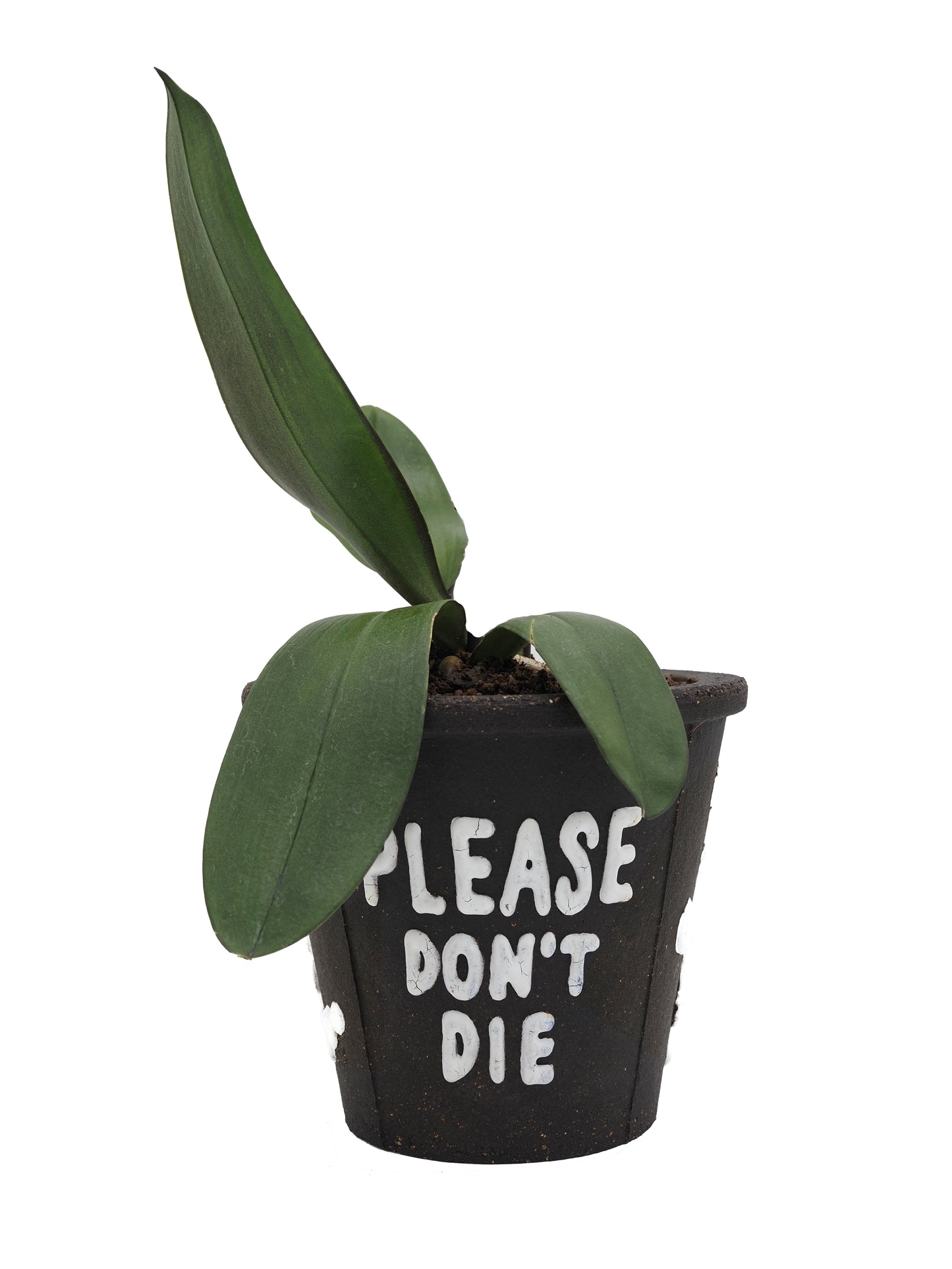 THE SCENE  "Please don't die" Planter